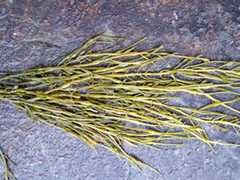 seaweed seaweed