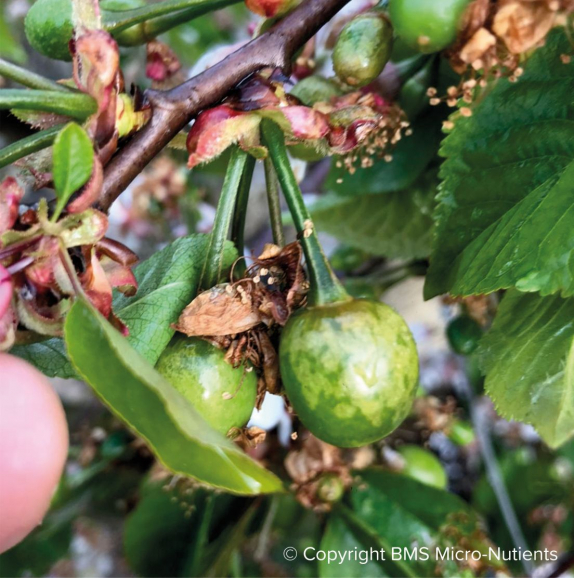 First Aid for Saving Your Plants and Trees After a Freeze