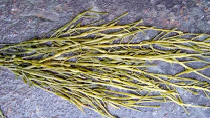 seaweed