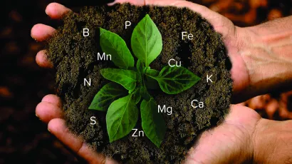 Come riconoscere le carenze nutrizionali delle vostre coltivazioni
