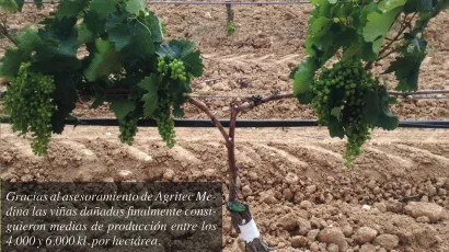 viñedo