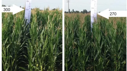 effect on corn