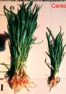 cu deficiency on cereals