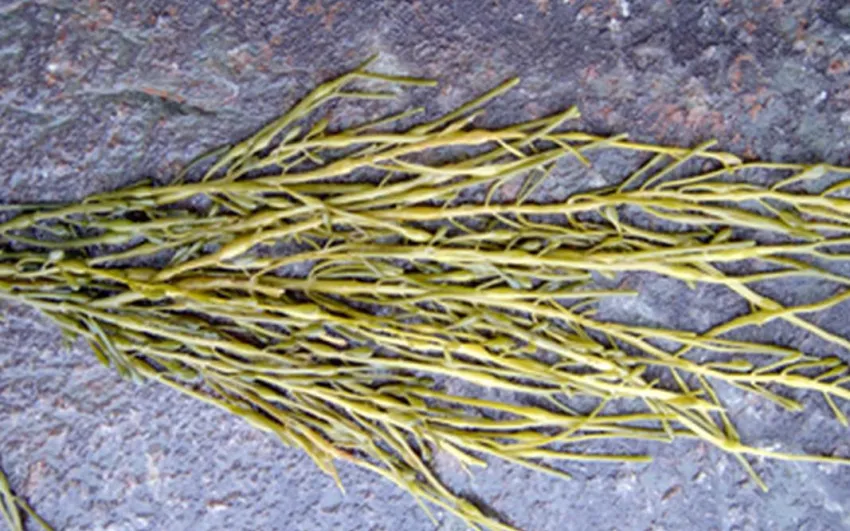 seaweed