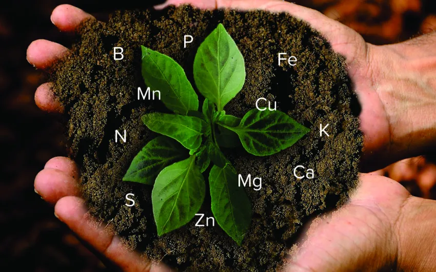 Come riconoscere le carenze nutrizionali delle vostre coltivazioni