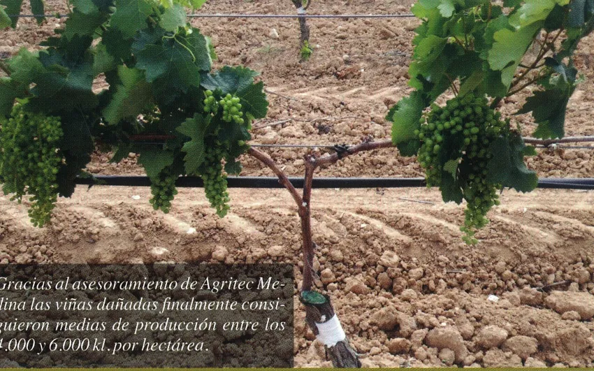 viñedo