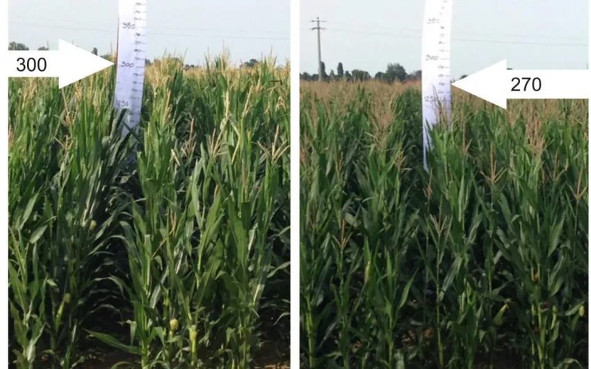 effect on corn
