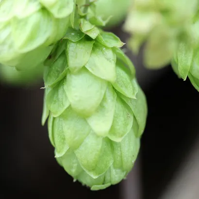 hops