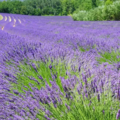la lavande