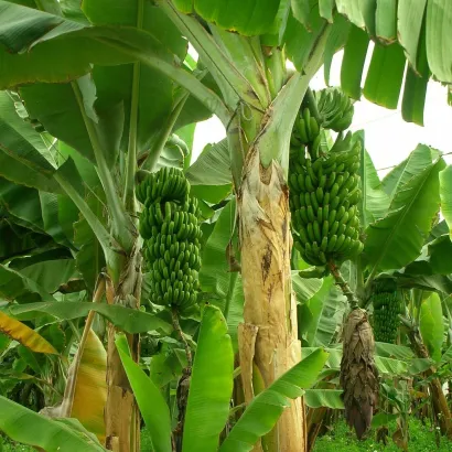 Platano