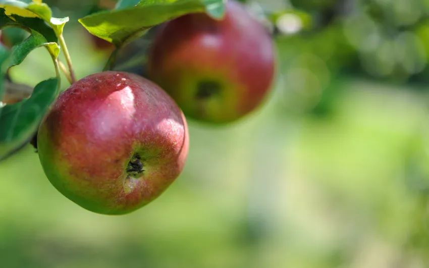 Twee rode appels aan een appelboom met mooie lichtinval
