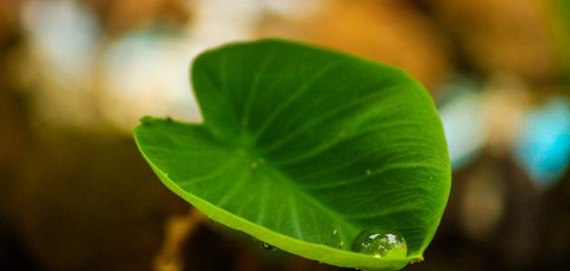 Groen blad met regendruppel